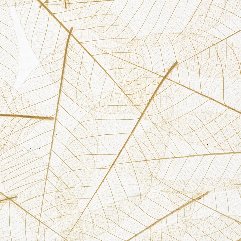 Organoids Skelettblattla