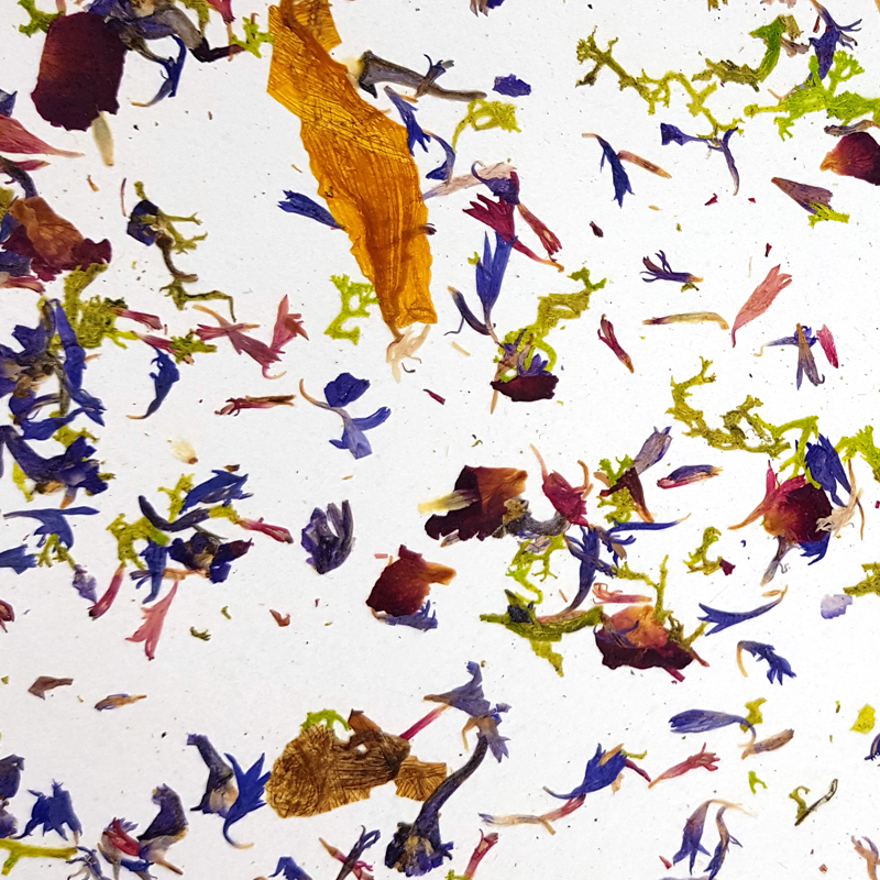 Organoids BLÜTENPRACHT light CTA