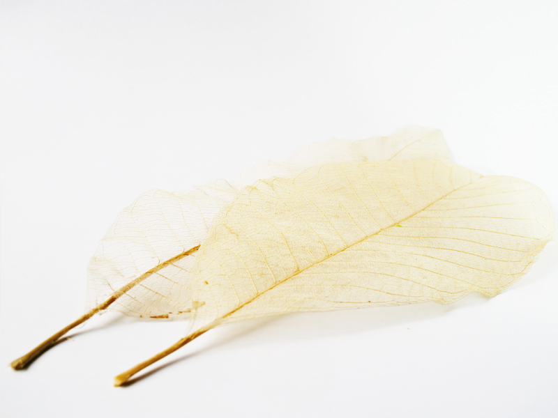 Organoids Creation Skelettblattla