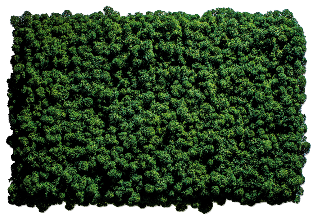 Moss Green Tech Image