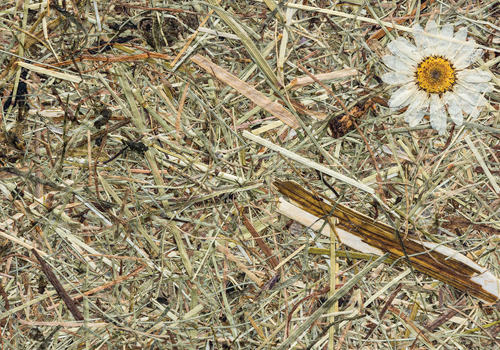 Image Library Organoids