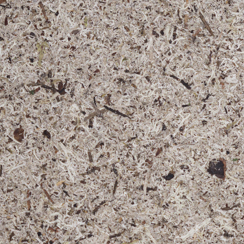 Organoids Products Moos Grau CTA