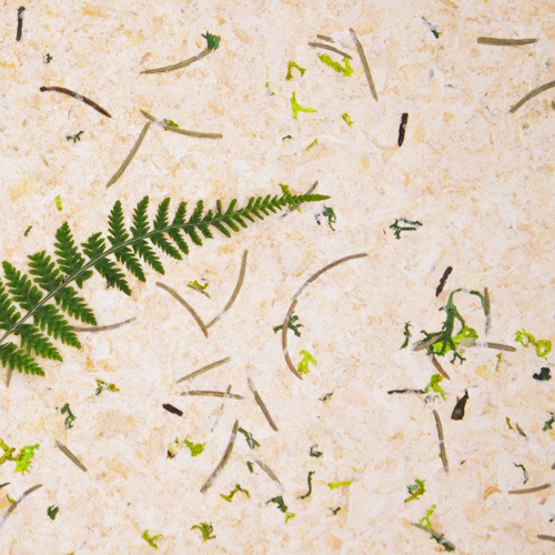 Organoids Products Zirbenwald CTA