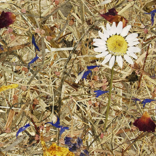 Organoids Products Almwiese