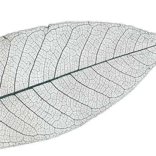 Skelettblatter Anthrazit Light CTA Image