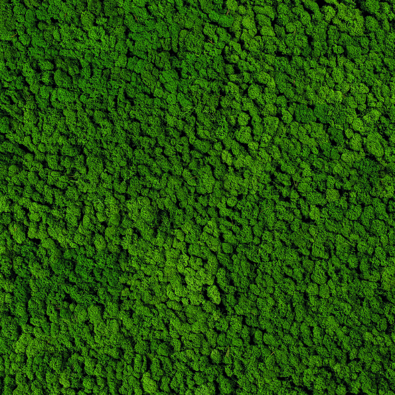 Evergreen Moss Premium