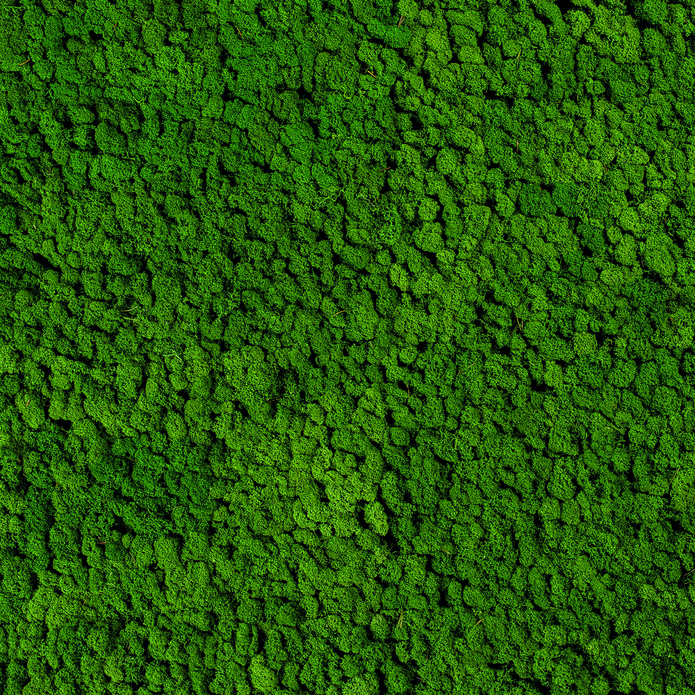 Evergreen Moss Premium
