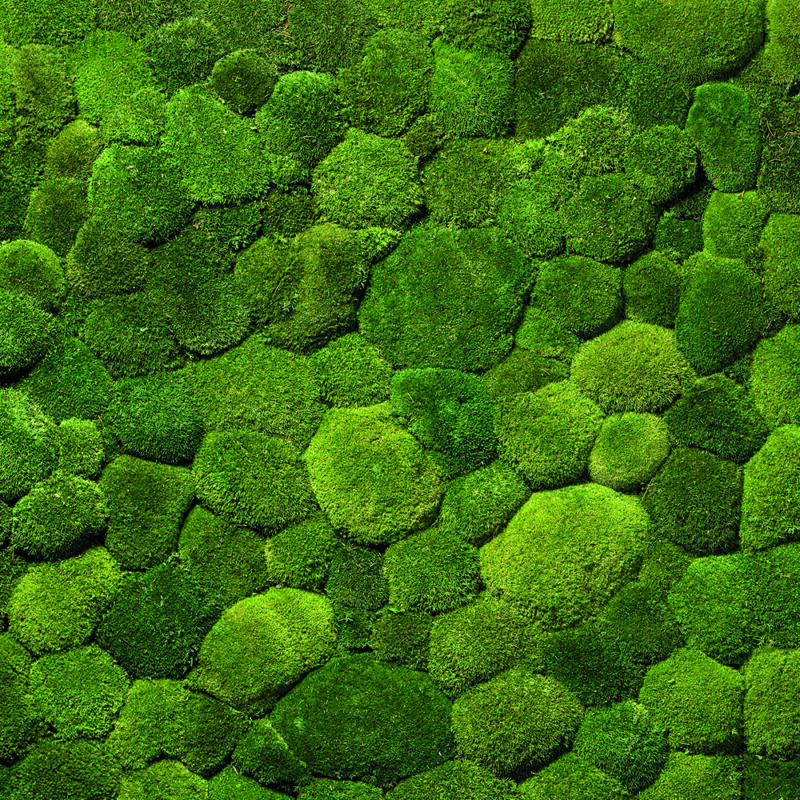 Greenhill Moss Premium