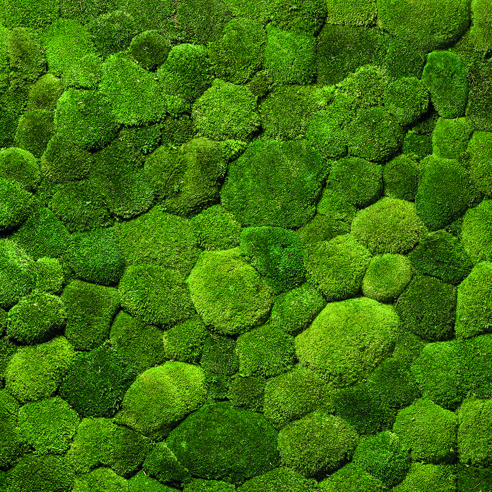 Greenhill Moss Premium