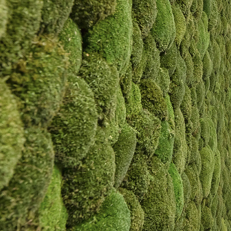 Greenwood Moss Premium