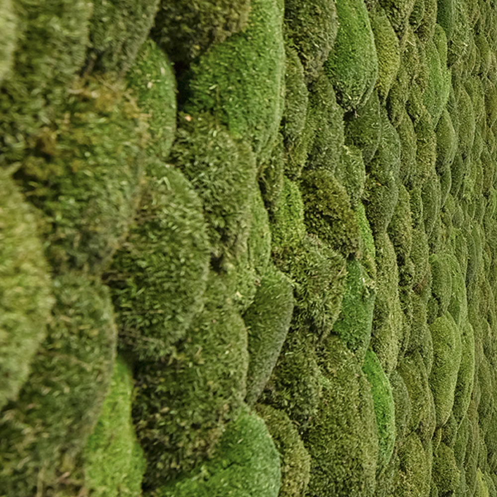 Greenwood Moss Premium