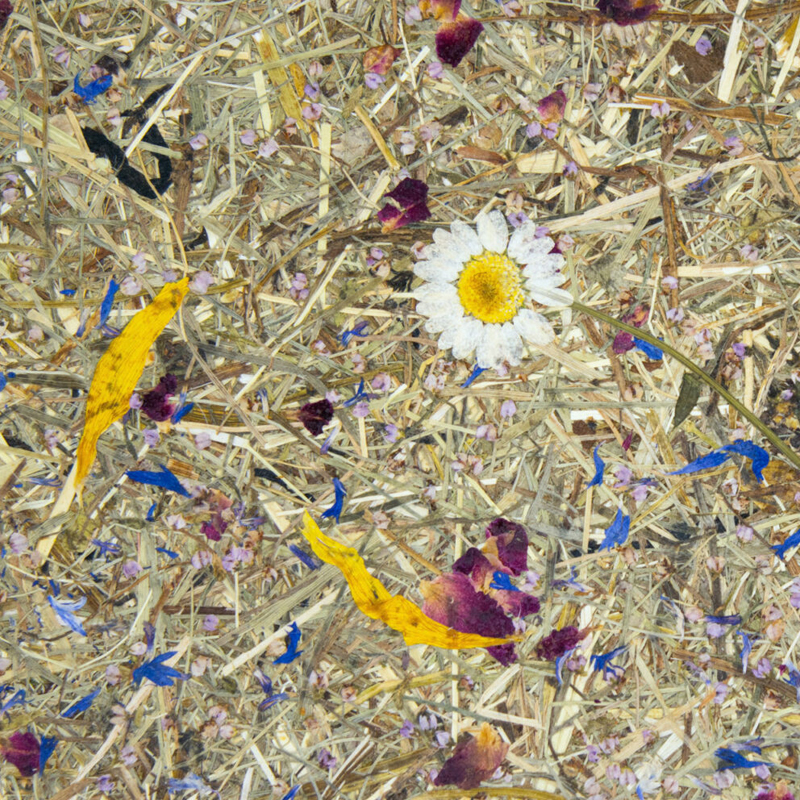 Alpine Meadow