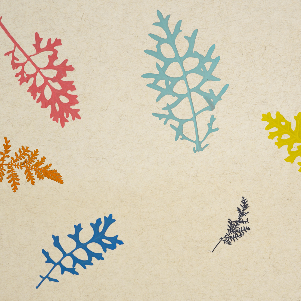 Organoids Colour Splash