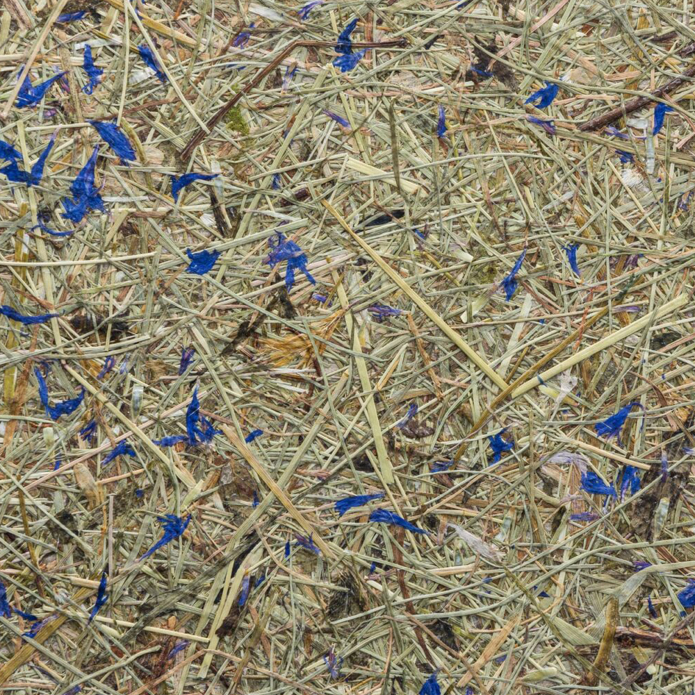 Organoids Wildspitze Himmelblau