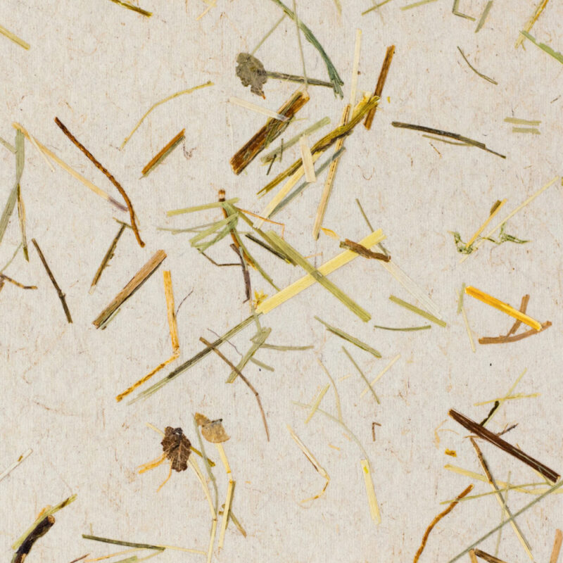 Organoids Wildspitze Light