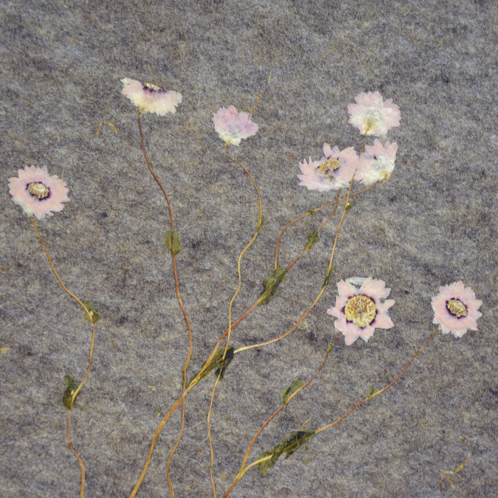 Rosy Everlasting Featured Image