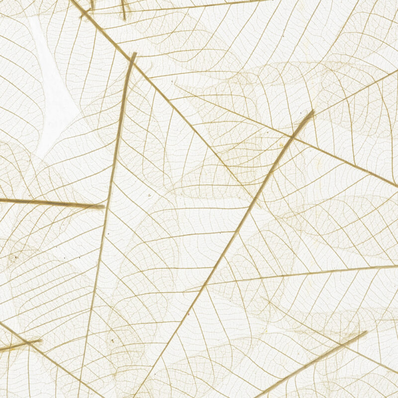 Skeleton Leaves Featured Image