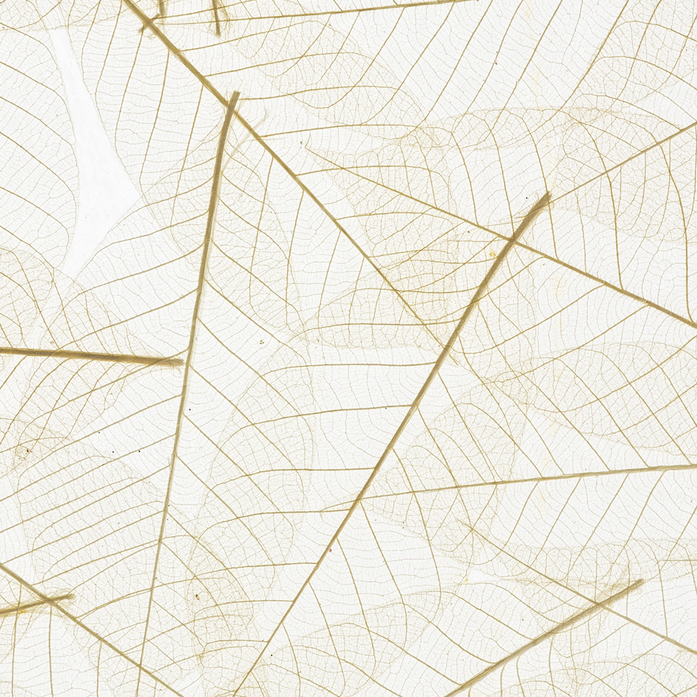 Skeleton Leaves Featured Image