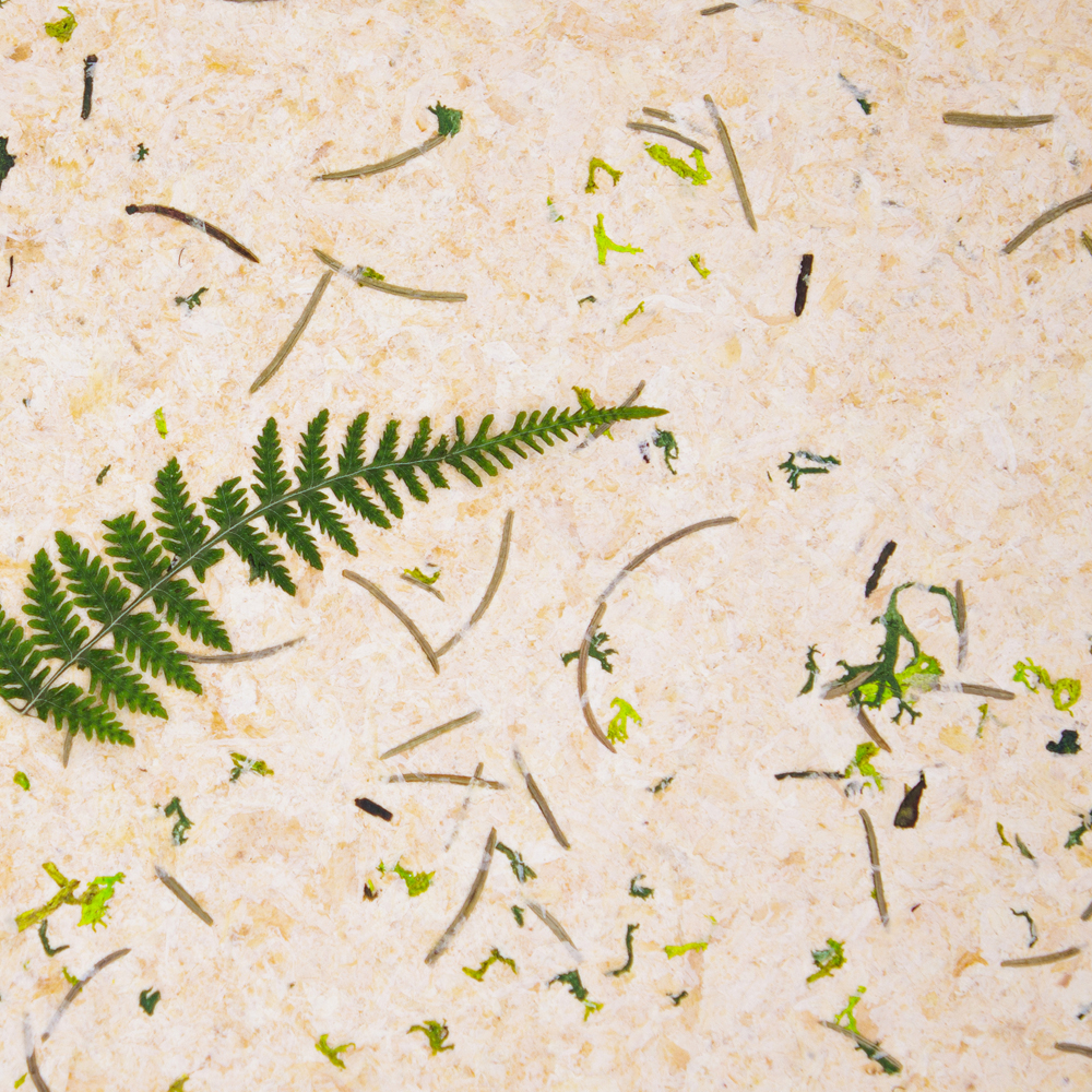 Stone Pine Forest Featured Image