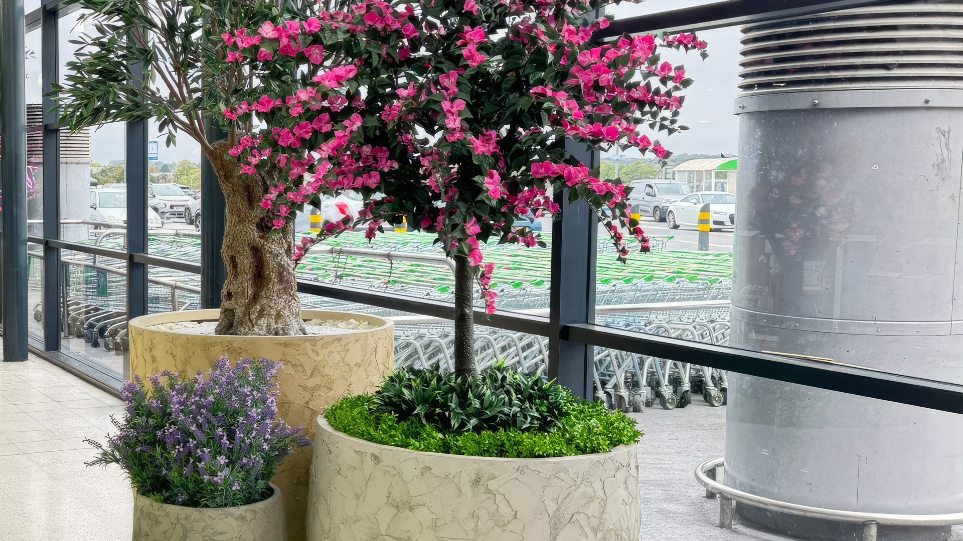 Amalfi Bloom Bougainvillea Header Image