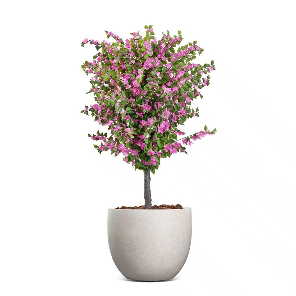 Amalfi Bloom Bougainvillea Product Image