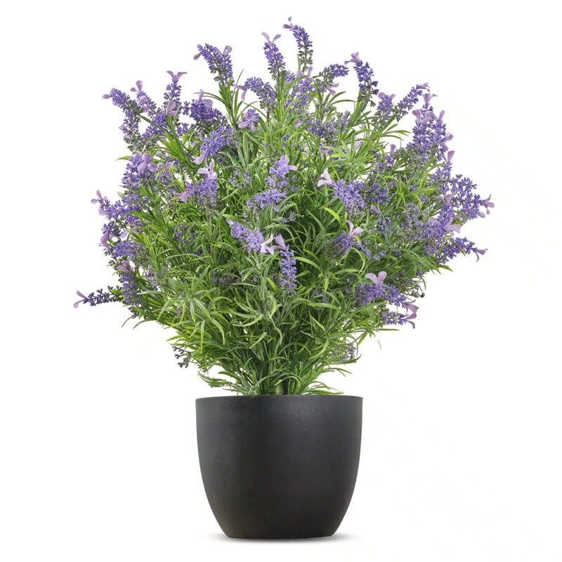 French Lavender Bush Featured Image