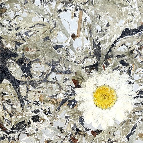 Baumbart Margerite Medium CTA Image