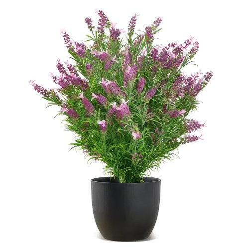 French Lavender Bush Pink Product Image