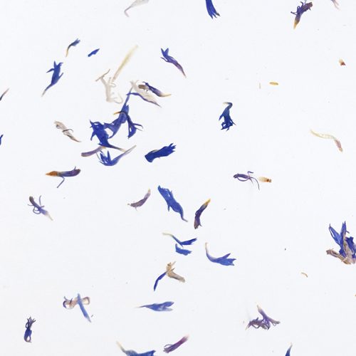 Kornblume Light CTA Image