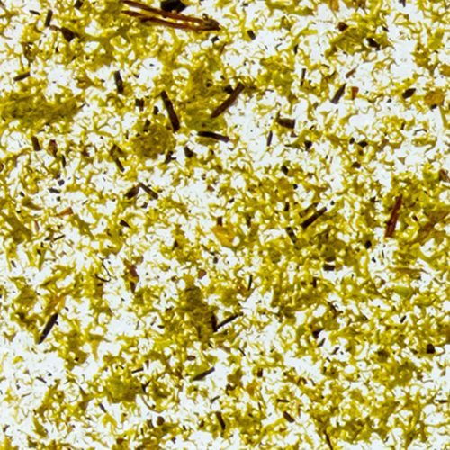 Moos Hellgraun Medium CTA Image