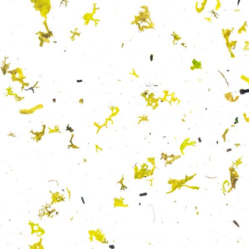 Moos Light CTA Image