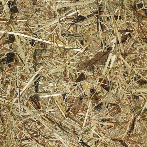 Organoids Products CTA WildSpitze