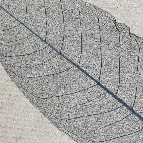 Organoids Skelettblattla