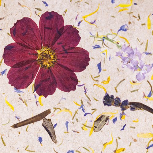 Organoids Products Carpe Diem CTA