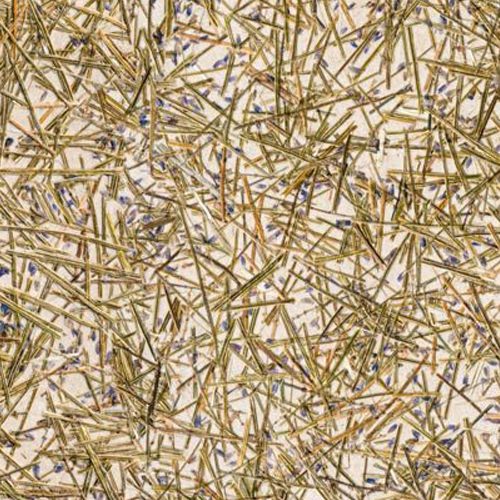 Organoids Lavendel Medium