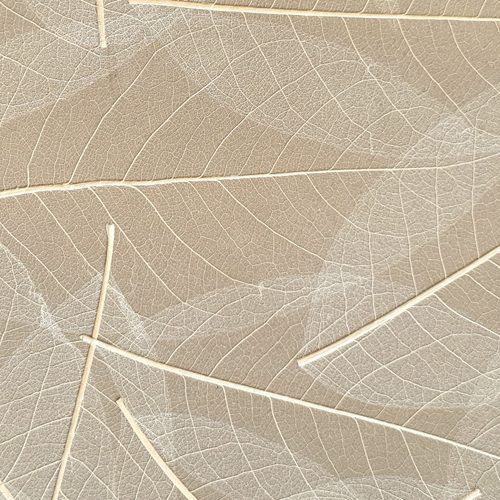 Skelettblatter CTA Image