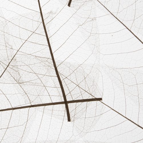 Skelettblatter Medium CTA Image