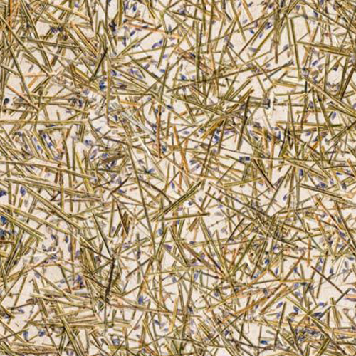 Organoids Lavendel Medium