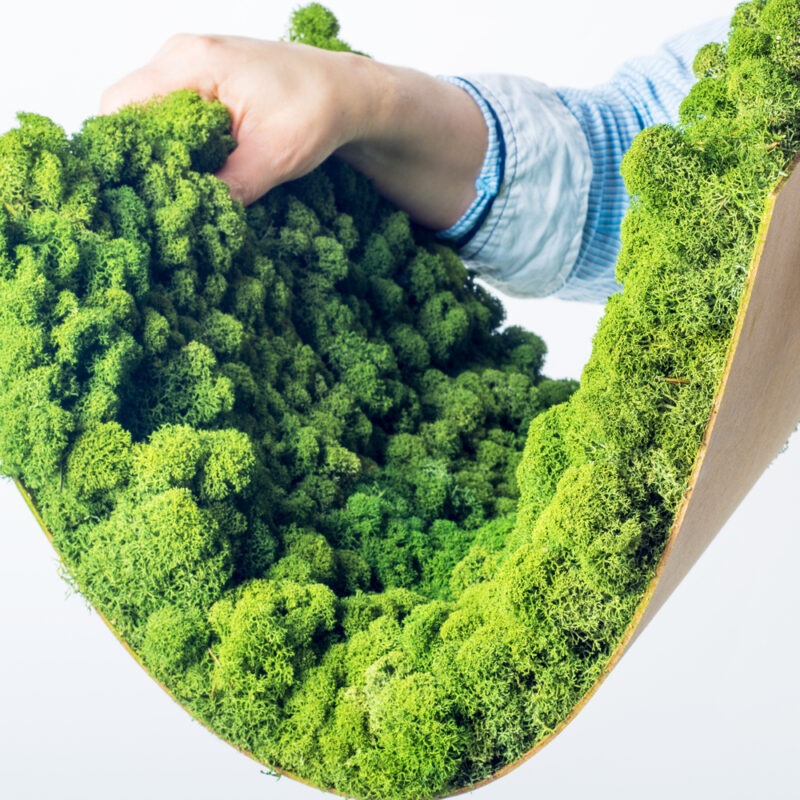 Evergreen Moss Standard