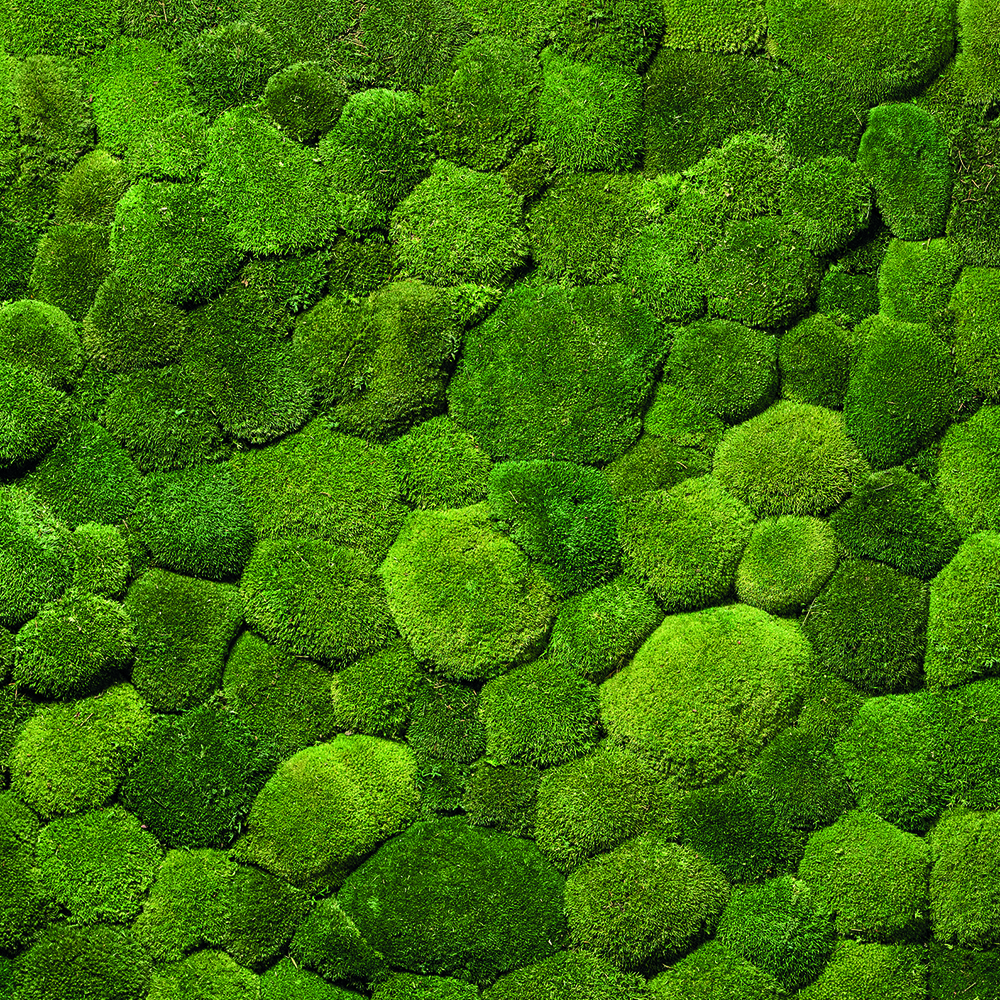 Greenhill Moss Premium
