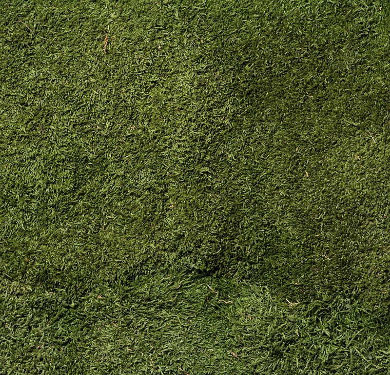 Greenwood Moss Premium Featured Image