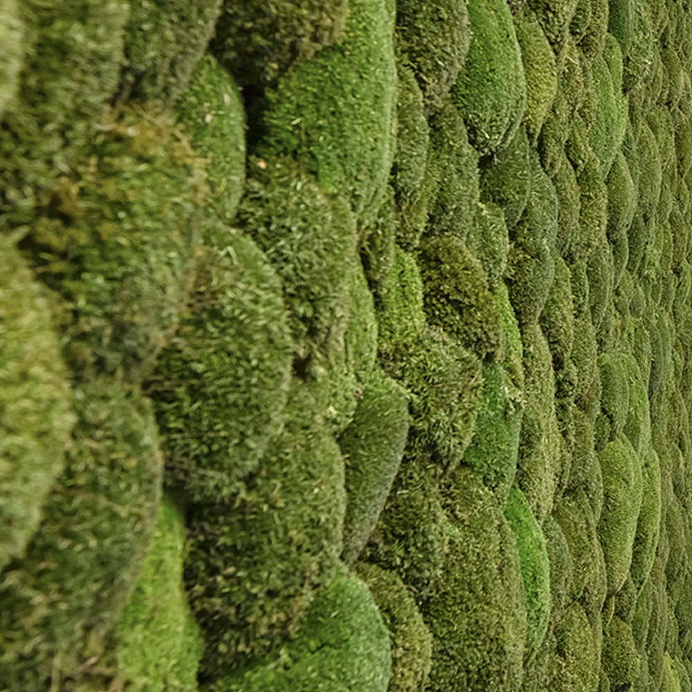 Greenwood Moss Premium