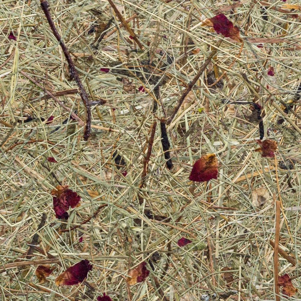 Wildspitze Rosengarten