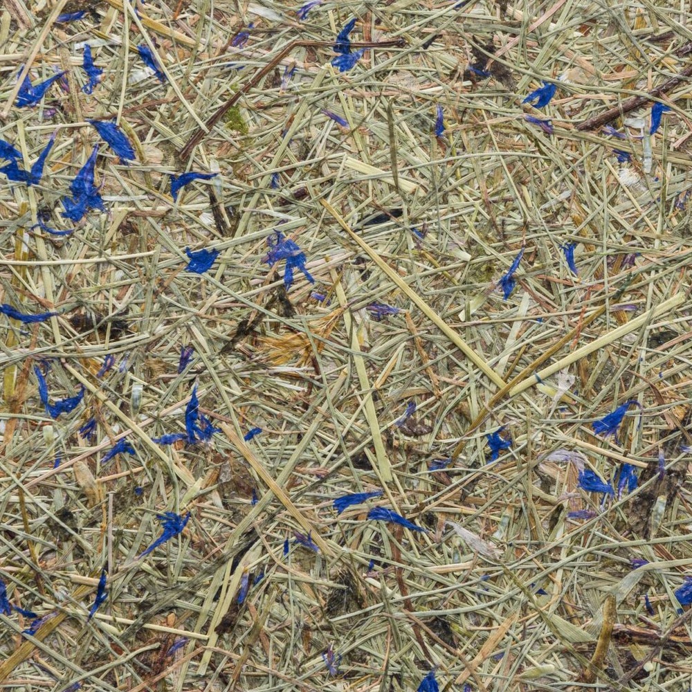 Organoids Wildspitze Himmelblau
