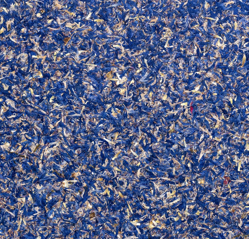 Cornflower Blue Featured Image