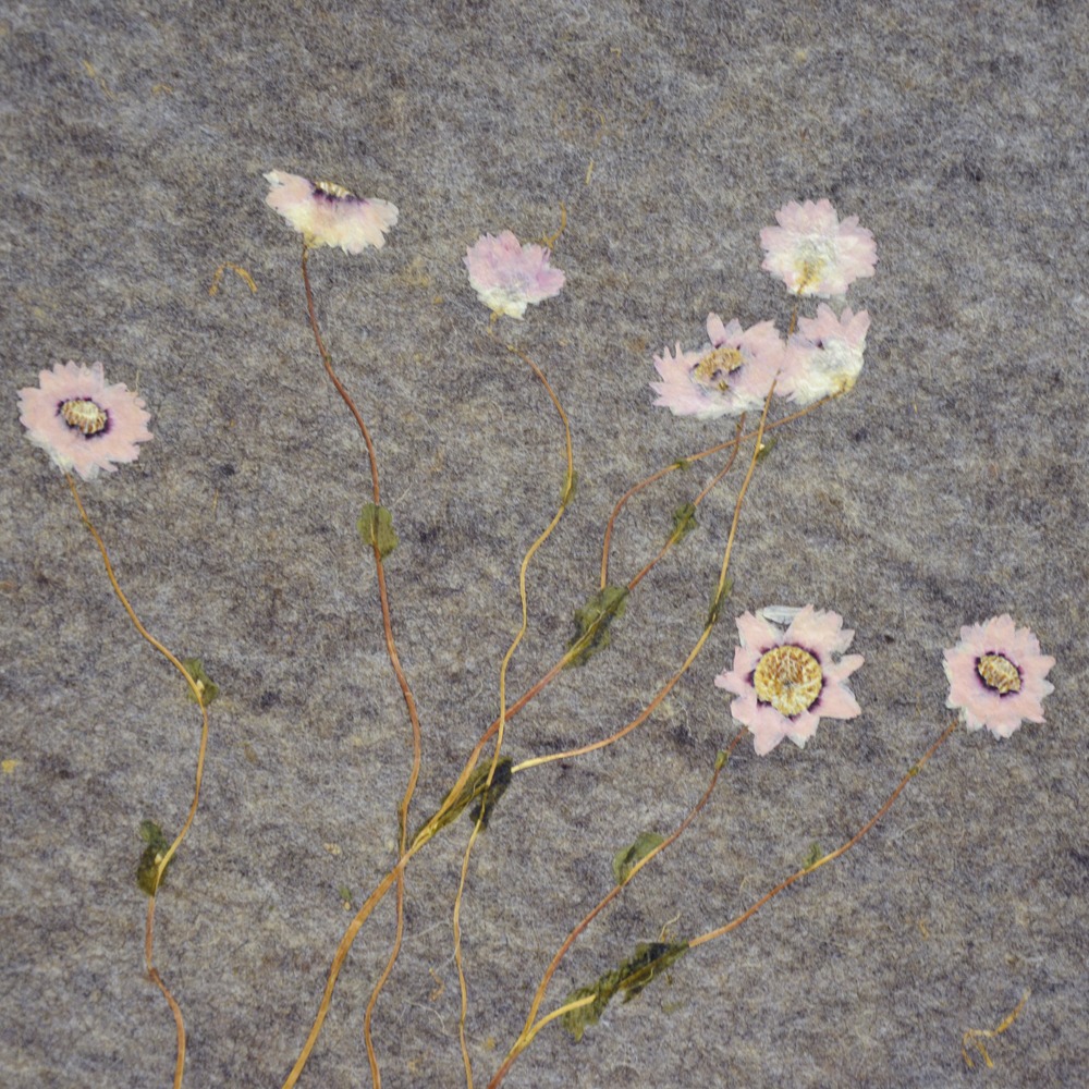 Rosy Everlasting Featured Image