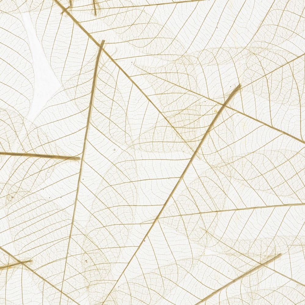 Skeleton Leaves Featured Image