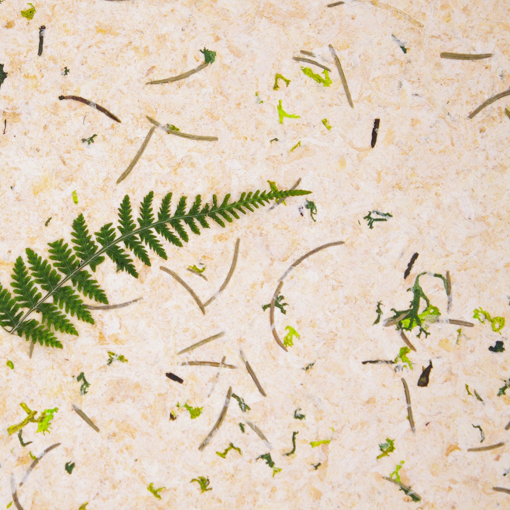 Stone Pine Forest Featured Image