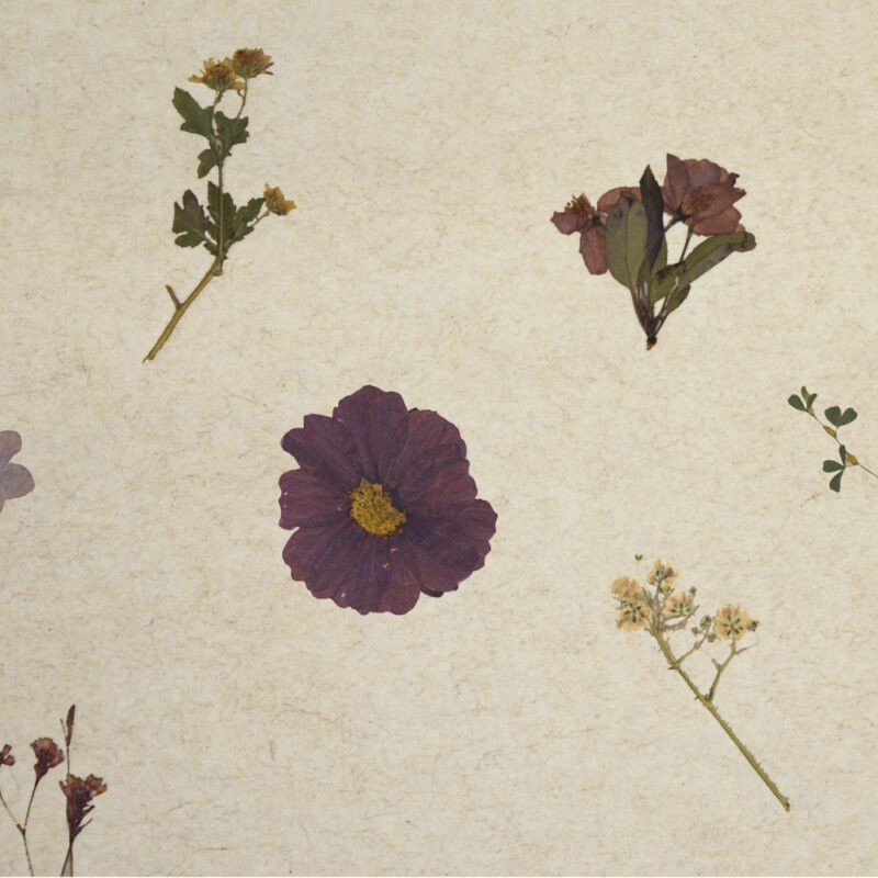 Violette Featured Image