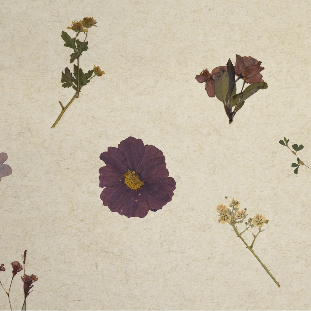 Violette Featured Image